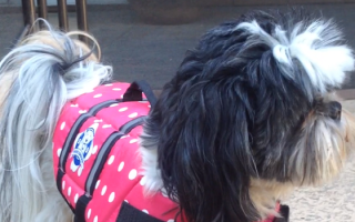 shih tzu swimming monday mischief archives oh my shih tzu shih tzu swimming monday mischief archives oh my shih tzu