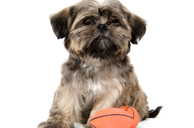 Keep Your Dog Safe During a Super Bowl Party Shih Tzu with Football