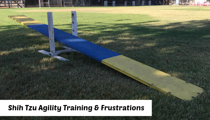 shih tzu obedience shih tzu agility frustrations omst shih tzu obedience shih tzu agility frustrations omst