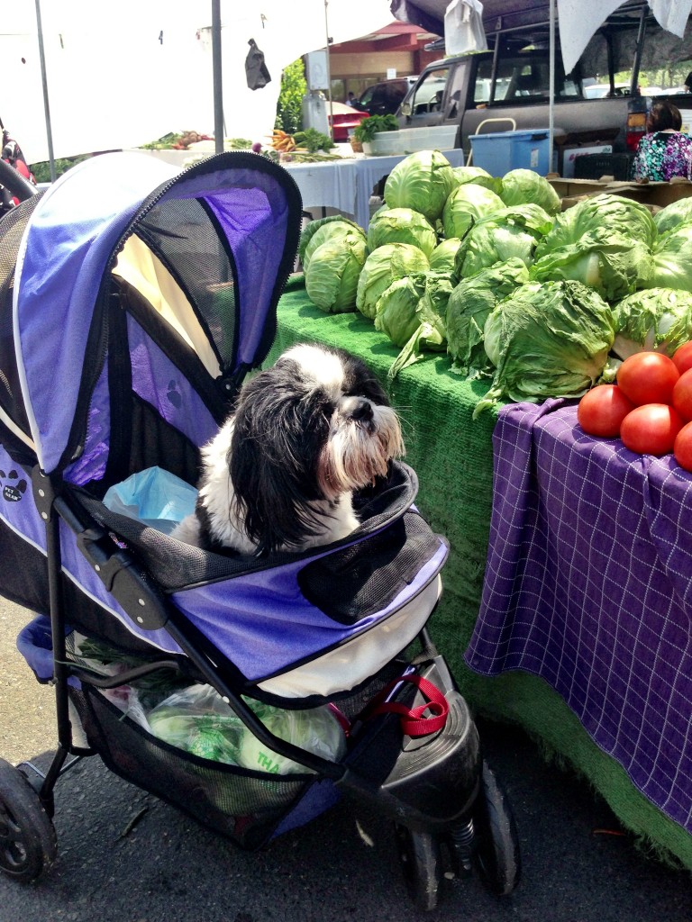 A Day @ the Market