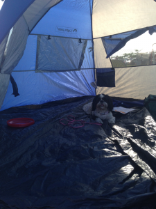 @ Agility Practice in her tent