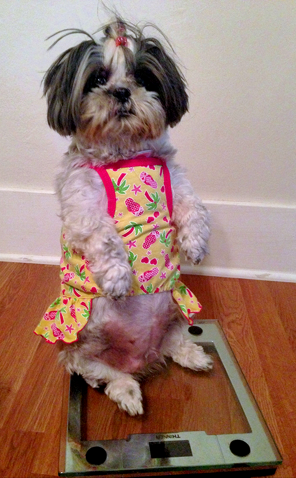My Little Fat to Fit Dog: Week 2 - Oh My Shih Tzu
