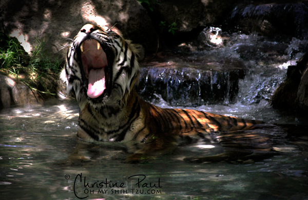 Tiger-Yawn