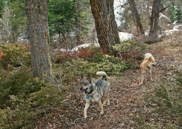 Trail Stroll