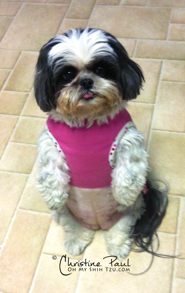 Shih tzu hotsell fat