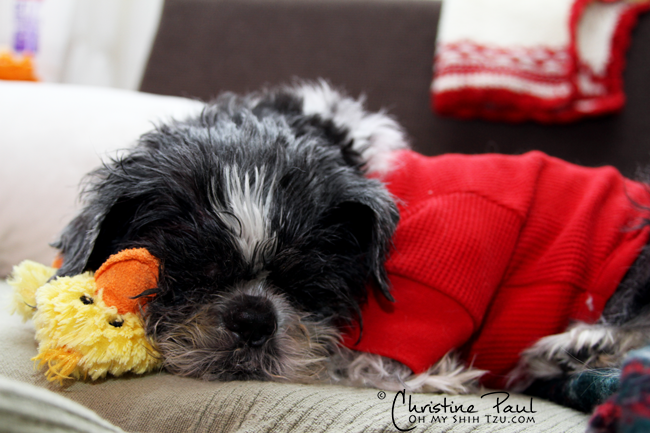 Sleeping Shih Tzu JoeJoe