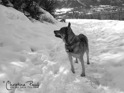 Kyra at Memorial Hill Midway UT