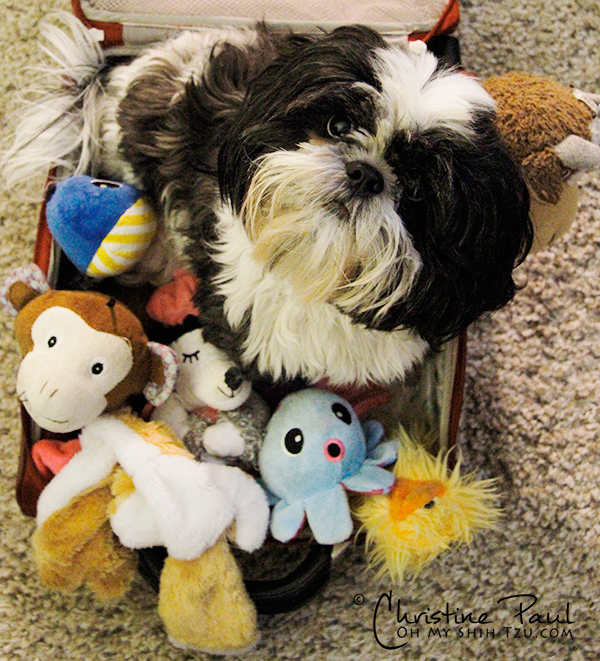 Shih Tzu sitting in Suitcase