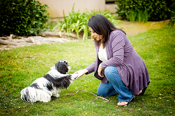 Shih Tzu Training Tips