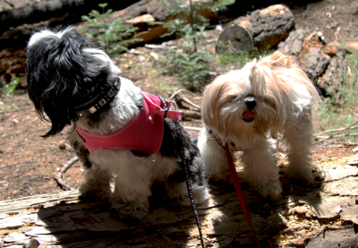 Heat Exhaustion in Dogs mountains