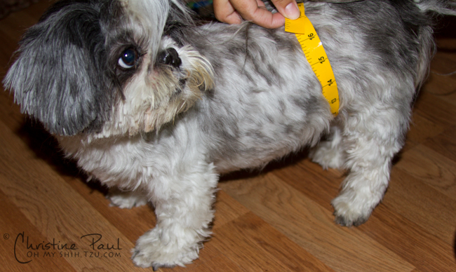 Shih Tzu Weight Loss