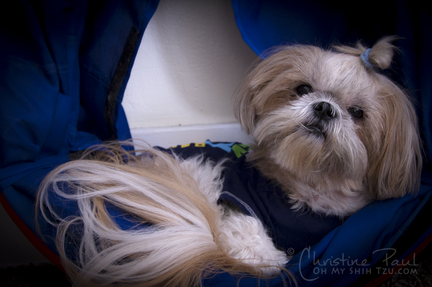 Shih sales tzu mutt