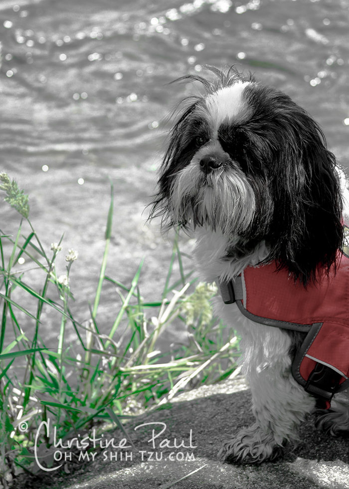 shih tzu life jacket