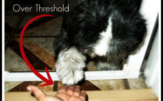 how to teach a shih tzu tricks tricks archives oh my shih tzu how to teach a shih tzu tricks tricks archives oh my shih tzu