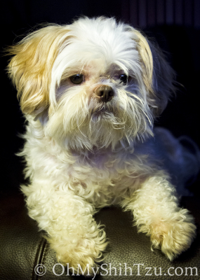 Ise Shih Tzu is Love Bug for Wordless Wednesday Blog Hop