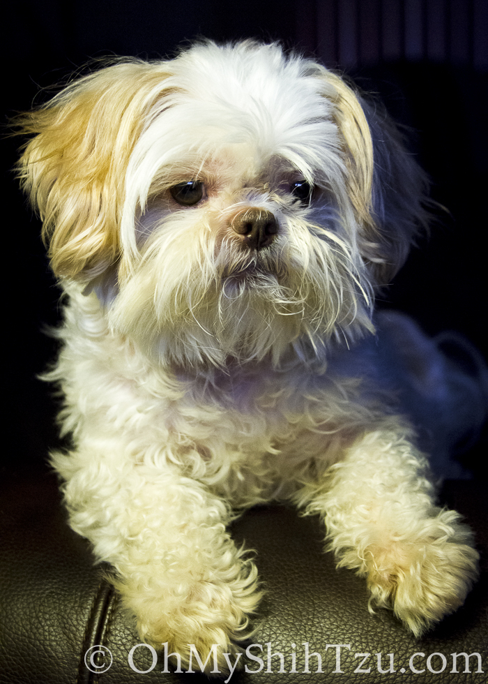 Wordless Wednesday: Shih Tzu Love Bug - Oh My Shih Tzu