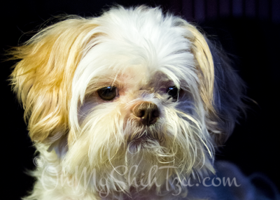 Ise Shih Tzu featured image