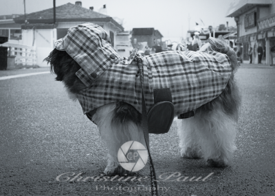 Shih Tzu at the Wharf