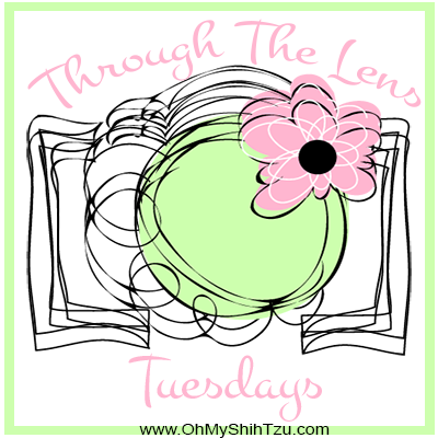 Through the Lens Tuesdays Logo