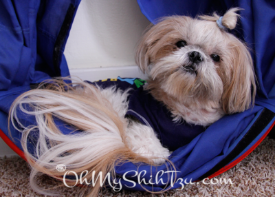 Shih Tzu hanging out in a folded up agility tunnel.