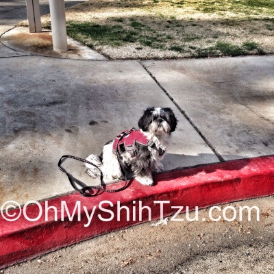 Riley Shih Tzu, my patient service dog.