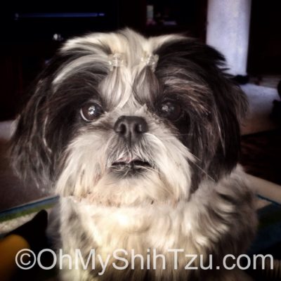 Trixie Shih Tzu