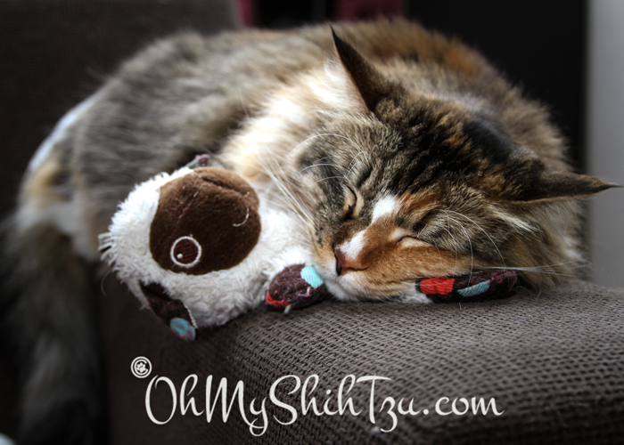 Baby Kitty Sleeping with Toy