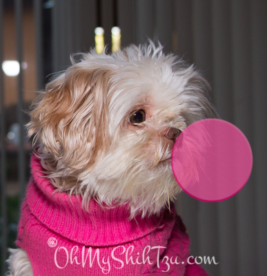 Shih Tzu blows bubble gum