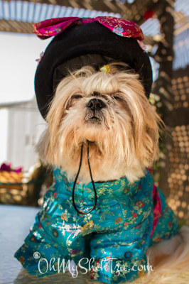 Shih Tzu dressed as a Geisha