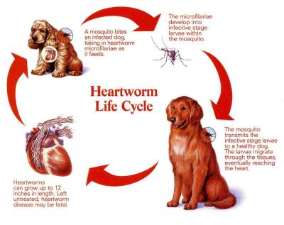 Heartworm Disease Cycle