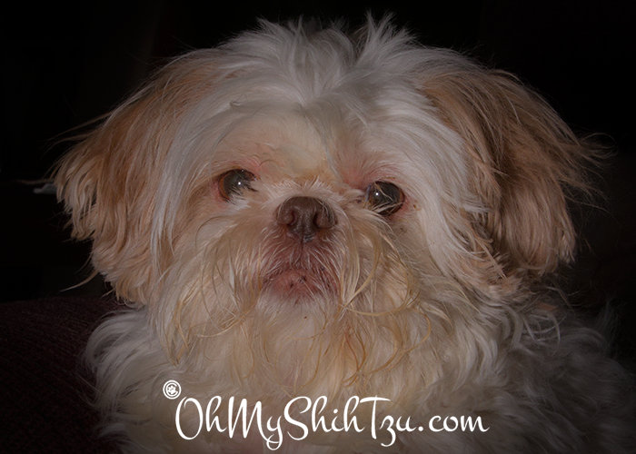 Shih Tzu Goals for the New Year
