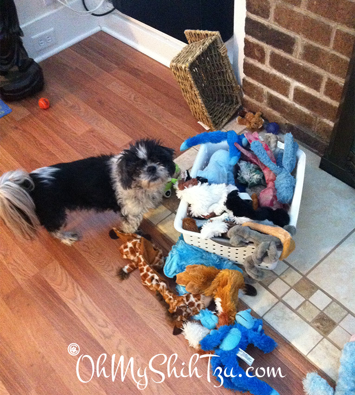 Shih Tzu with Toys