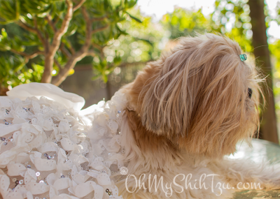 Shih Tzu Master of Disguise as a bride