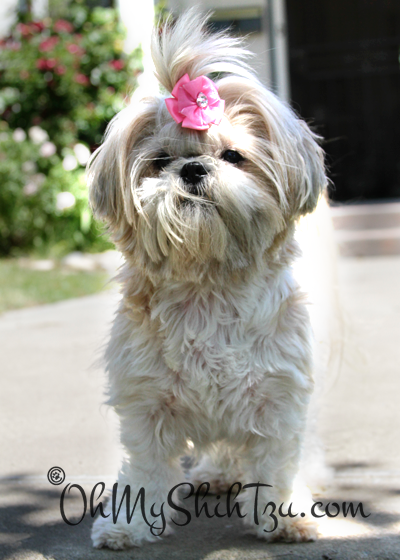 Shih Tzu Grooming