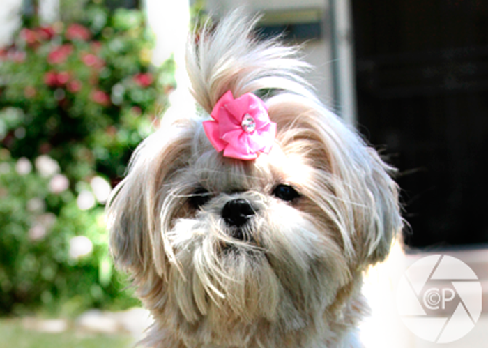 cuddle clones shih tzu