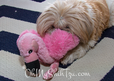 Katie & her stuffed pink flamingo