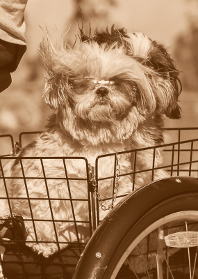 Katie in Tricycle Basket