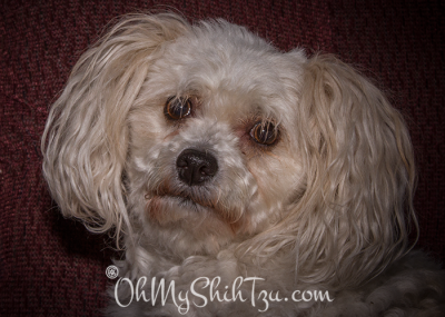 Molly the Malti-Poo