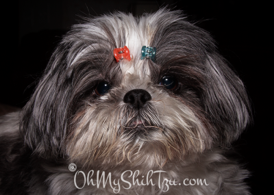 Trixie the Shih Tzu