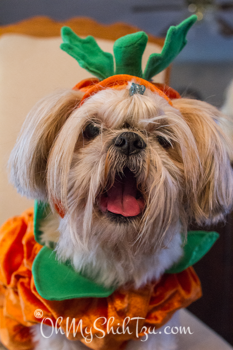 Shih Tzu dressed as a pumpkin