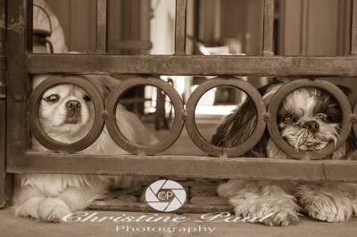 Shih Tzus guarding the house