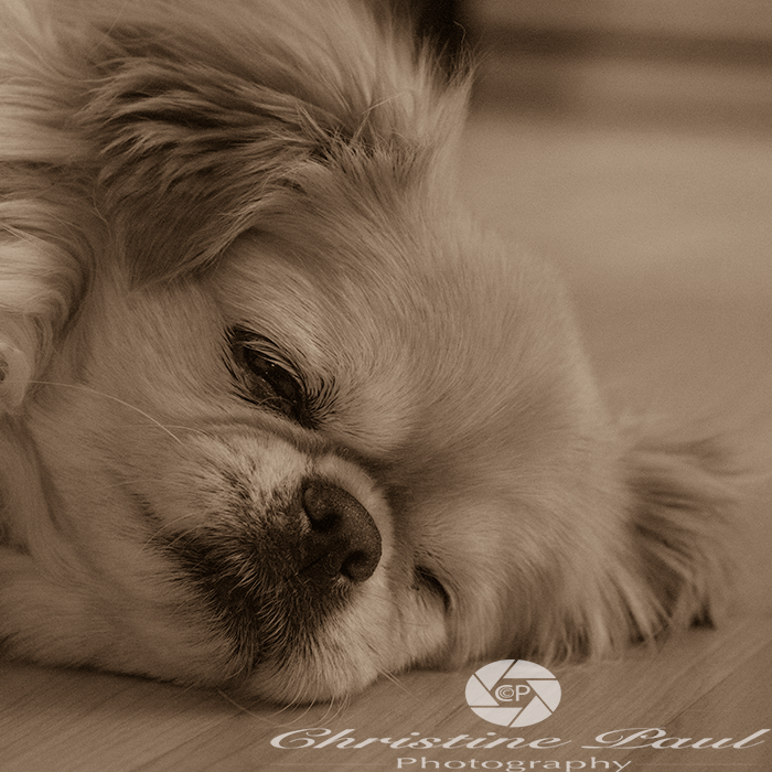 It is quietest in the house when the dog sleep