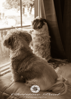 Shih Tzus looking out a window