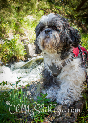 Riley Shih Tzu on top of a rock at Golden Gate Park