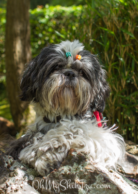 Riley laying on a rock, Golden Gate Park