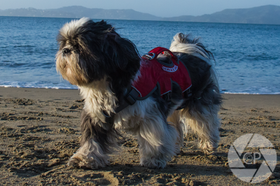 Shih Tzu on Beach