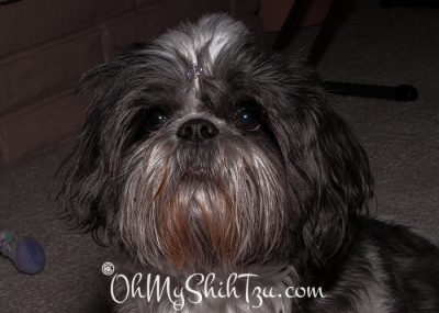 Riley the Shih Tzu