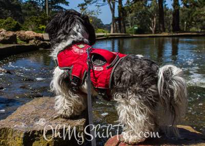 Shih Tzu Riley Looks at ducks