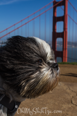 Riley Shih Tzu @ Golden Gate