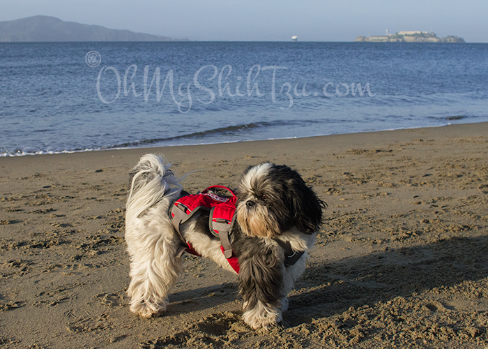 Shih Tzu on the Beach